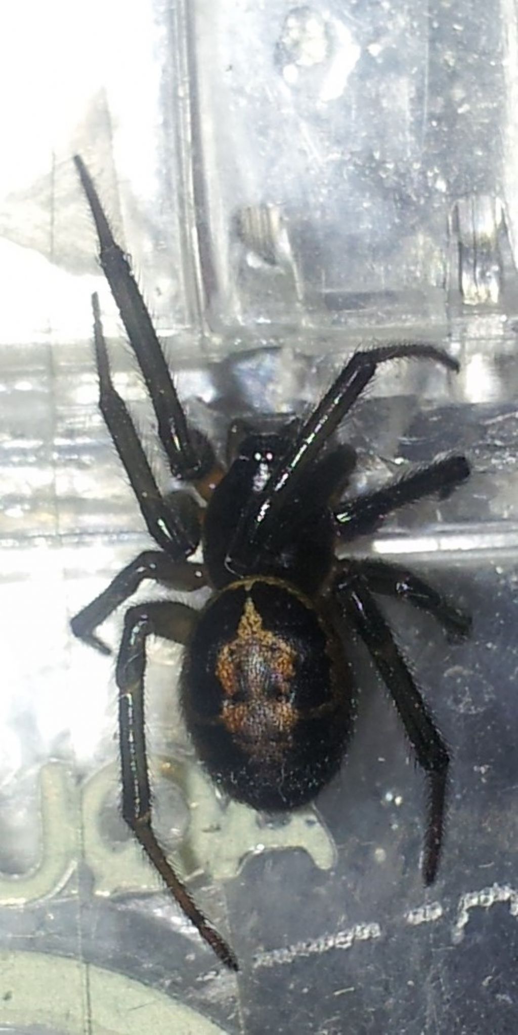 Steatoda nobilis - Palestrina (RM)